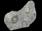 Anetoceras Ammonites With Trilobite Head #67725-1